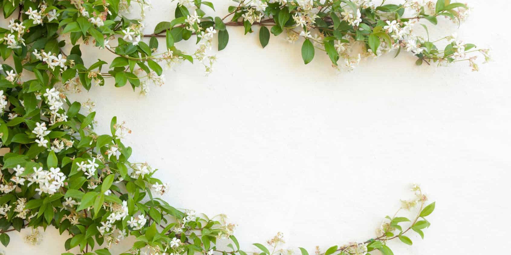 Neroli Essential Oil