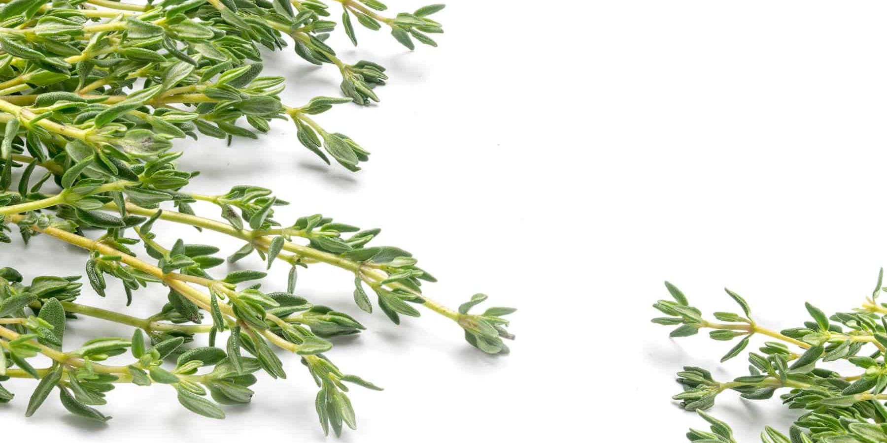 Thyme Essential Oil