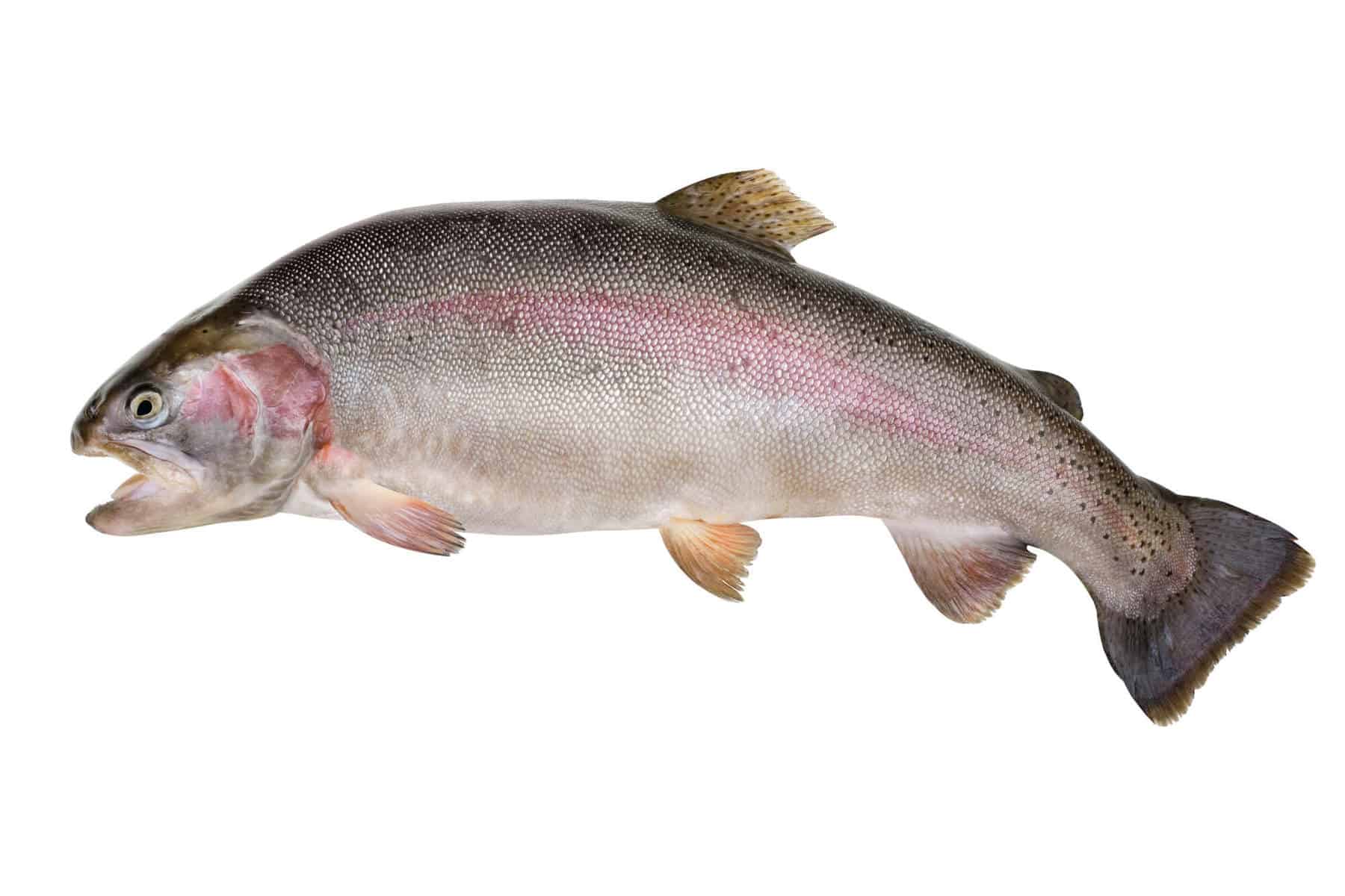 Raising Trout in an Aquaponic System