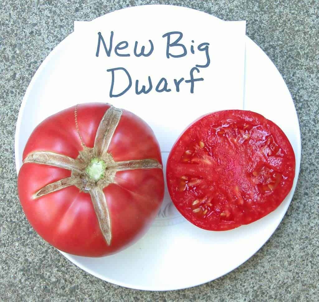 New Big Dwarf tomato
