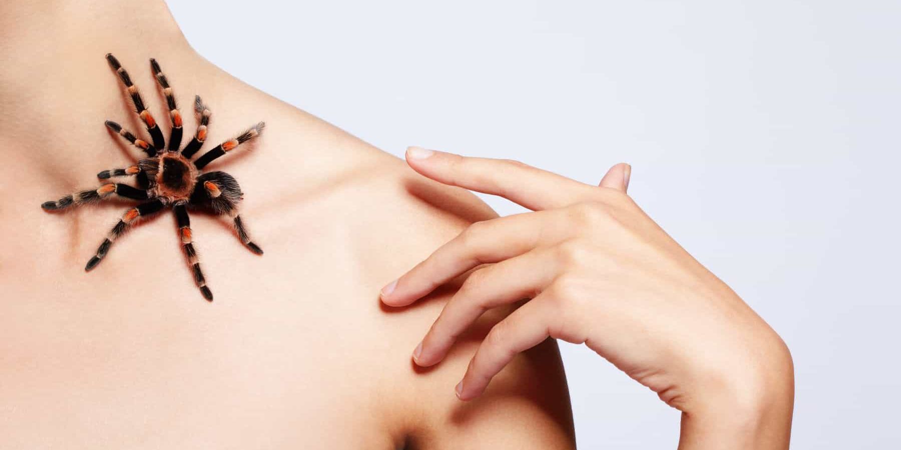 Does cedar oil repel spiders?
