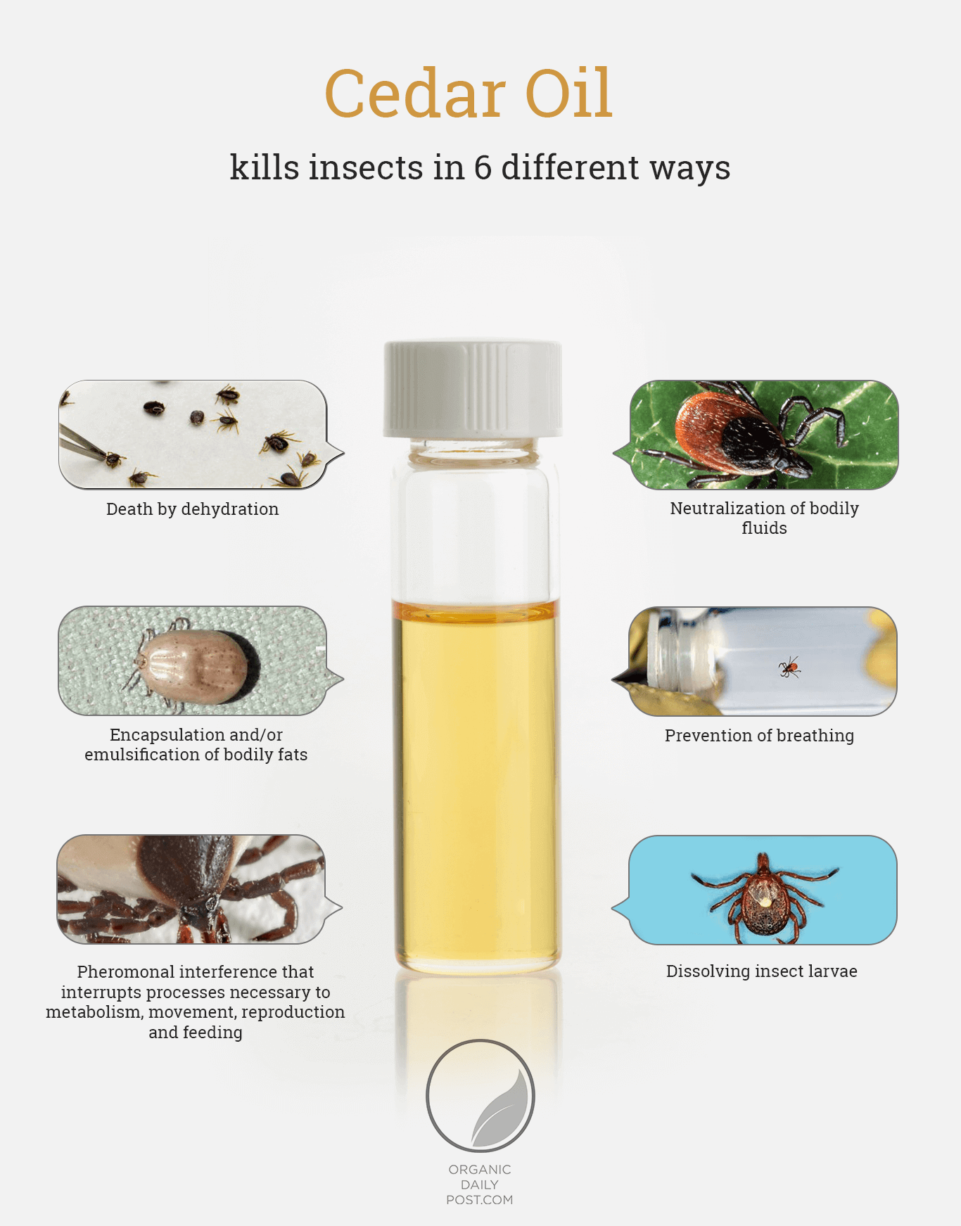How to Kill Ticks with cedar oil - Infographic