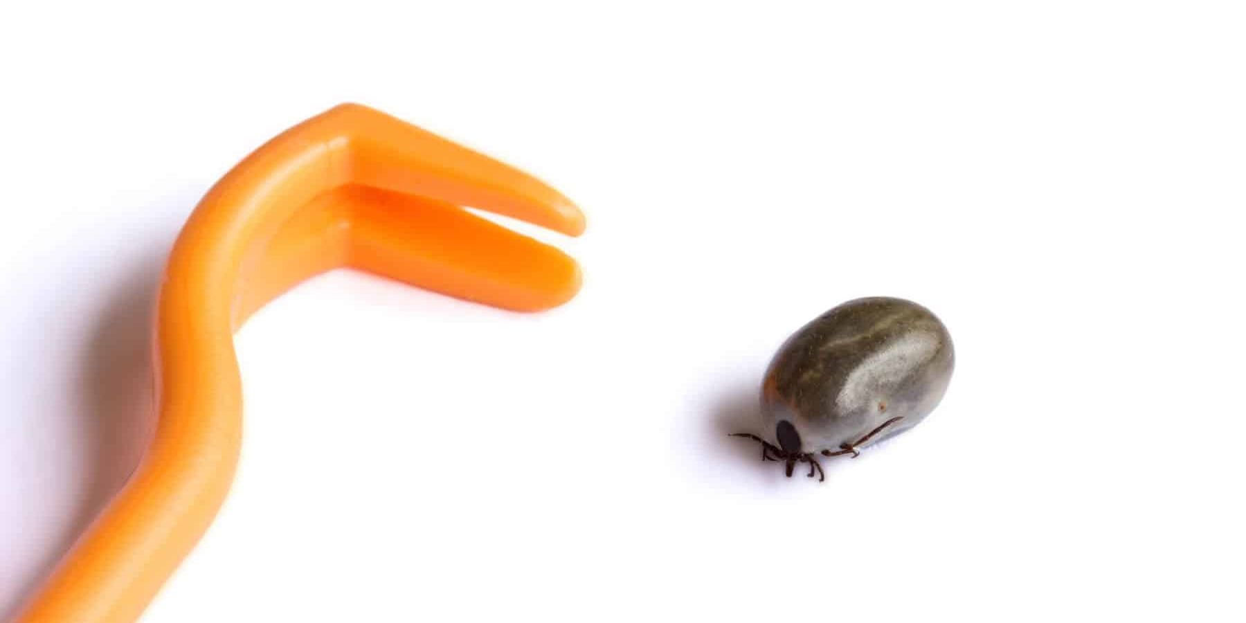 Tick removal tool - Removing Ticks Efficiently