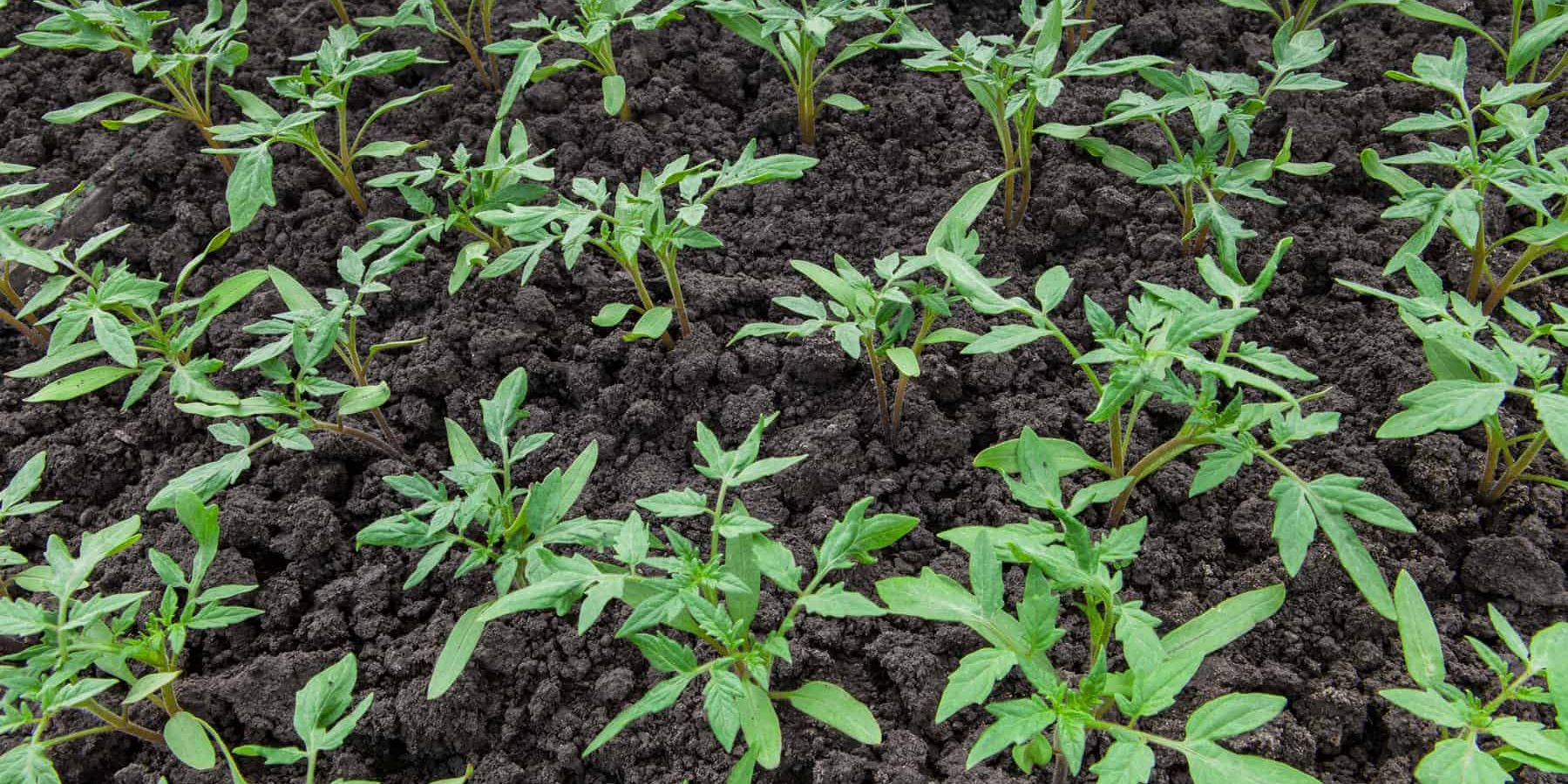 Proper Tomato Spacing