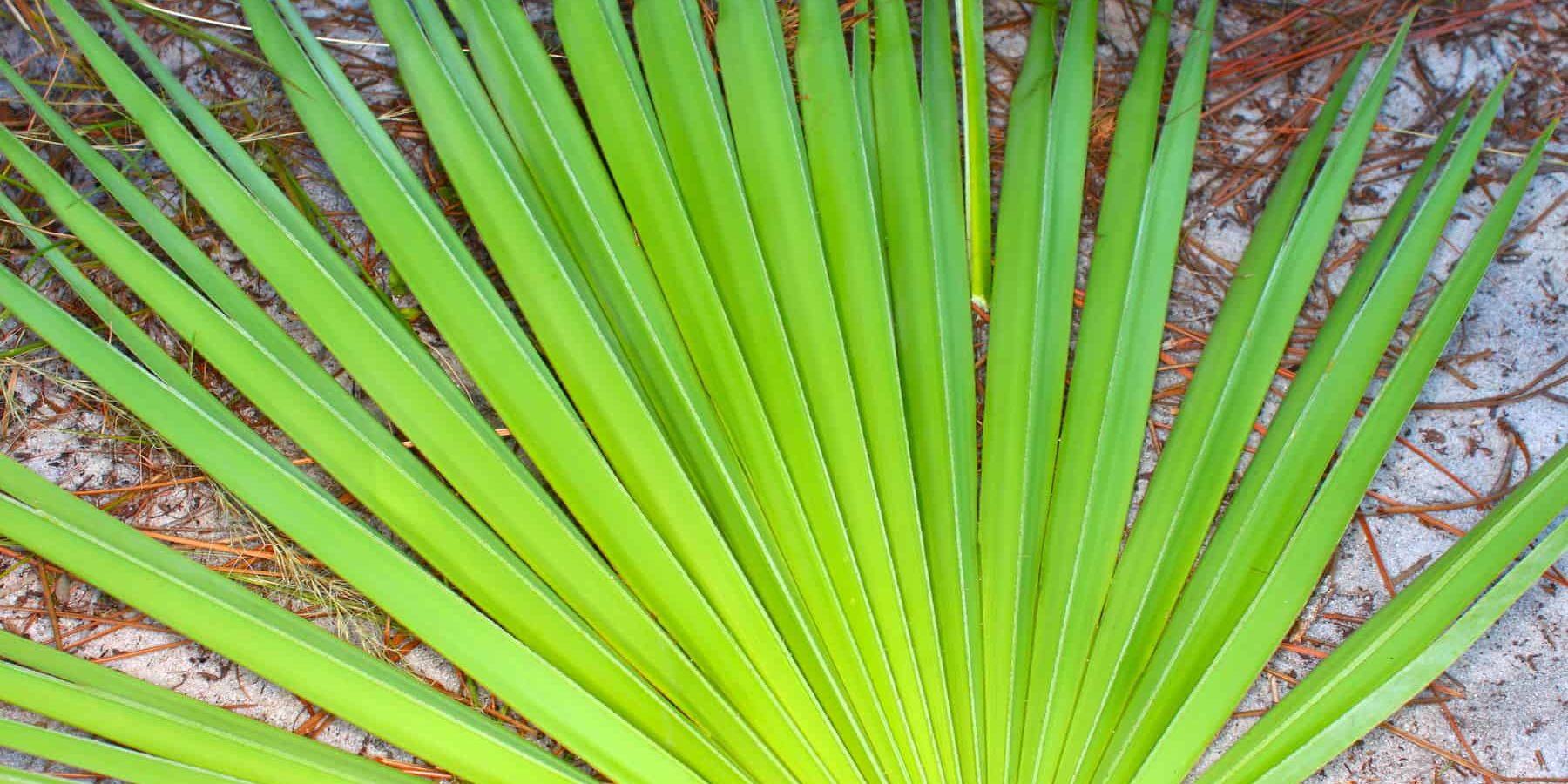 The Best Saw Palmetto Supplements