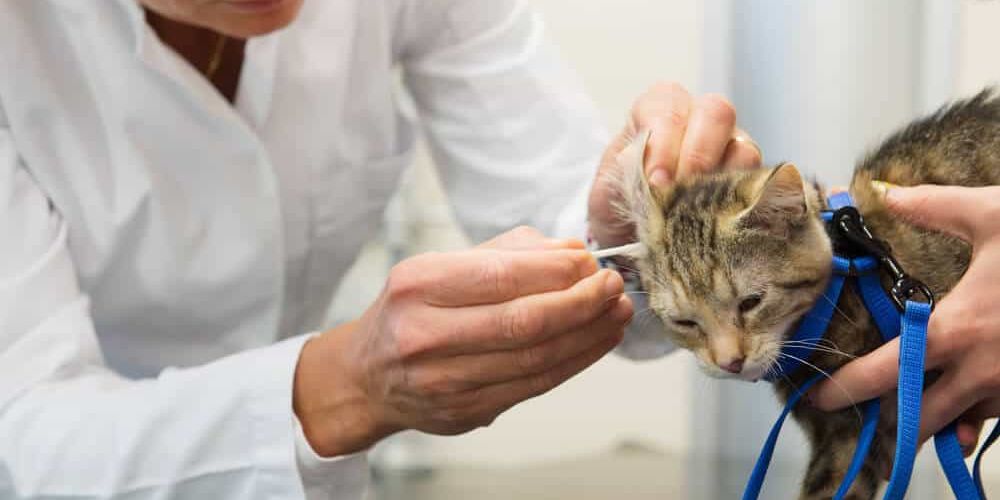 Natural Remedies for Ear Mites You Can Use Today