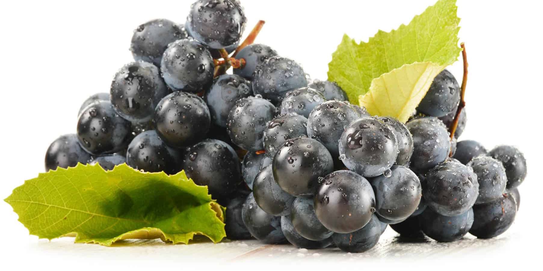 Best Resveratrol Supplements