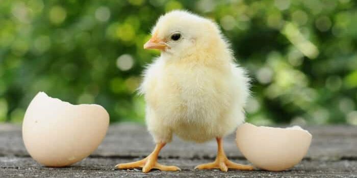 how to hatch chicken eggs