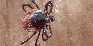 Ticks tubes - reduce tick population in your yard