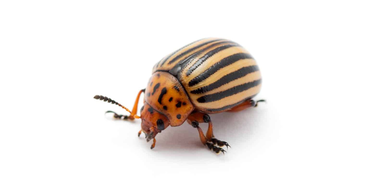 Identifying and Ridding Your Garden of Potato Bugs