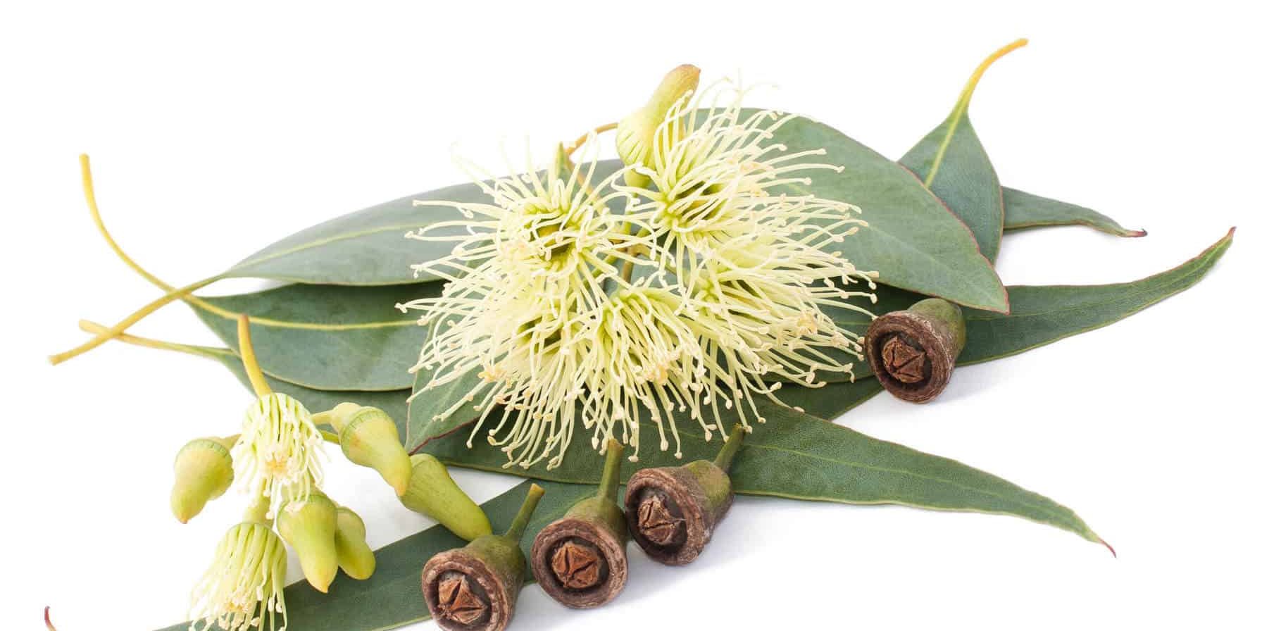 Eucalyptus plant parts