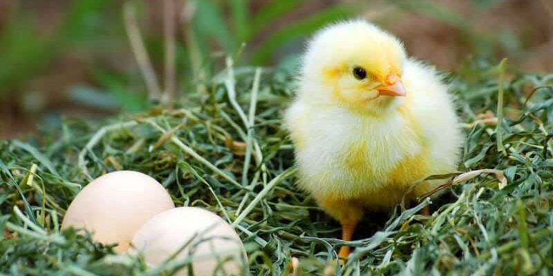 Do You Have the Space for Chickens in Your Yard?