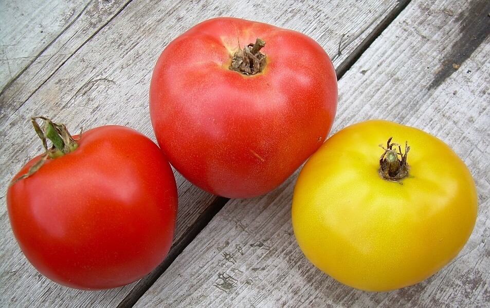 Pink girl tomato