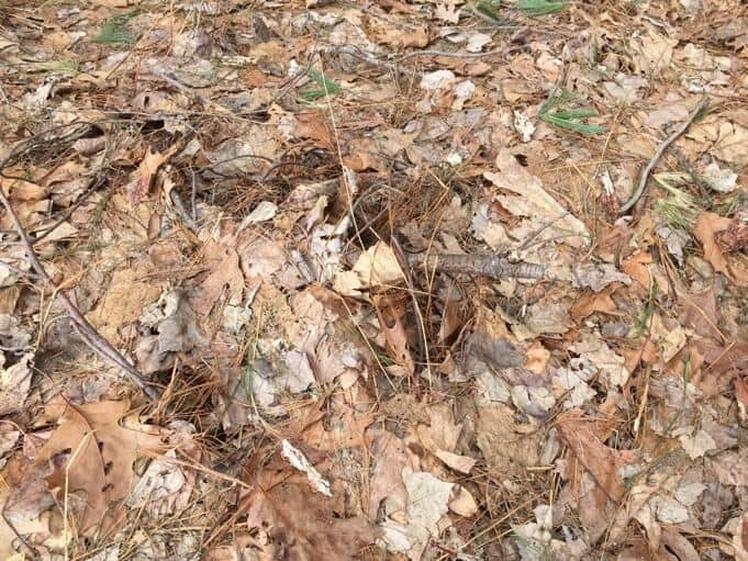 Tick Tube in the Woods
