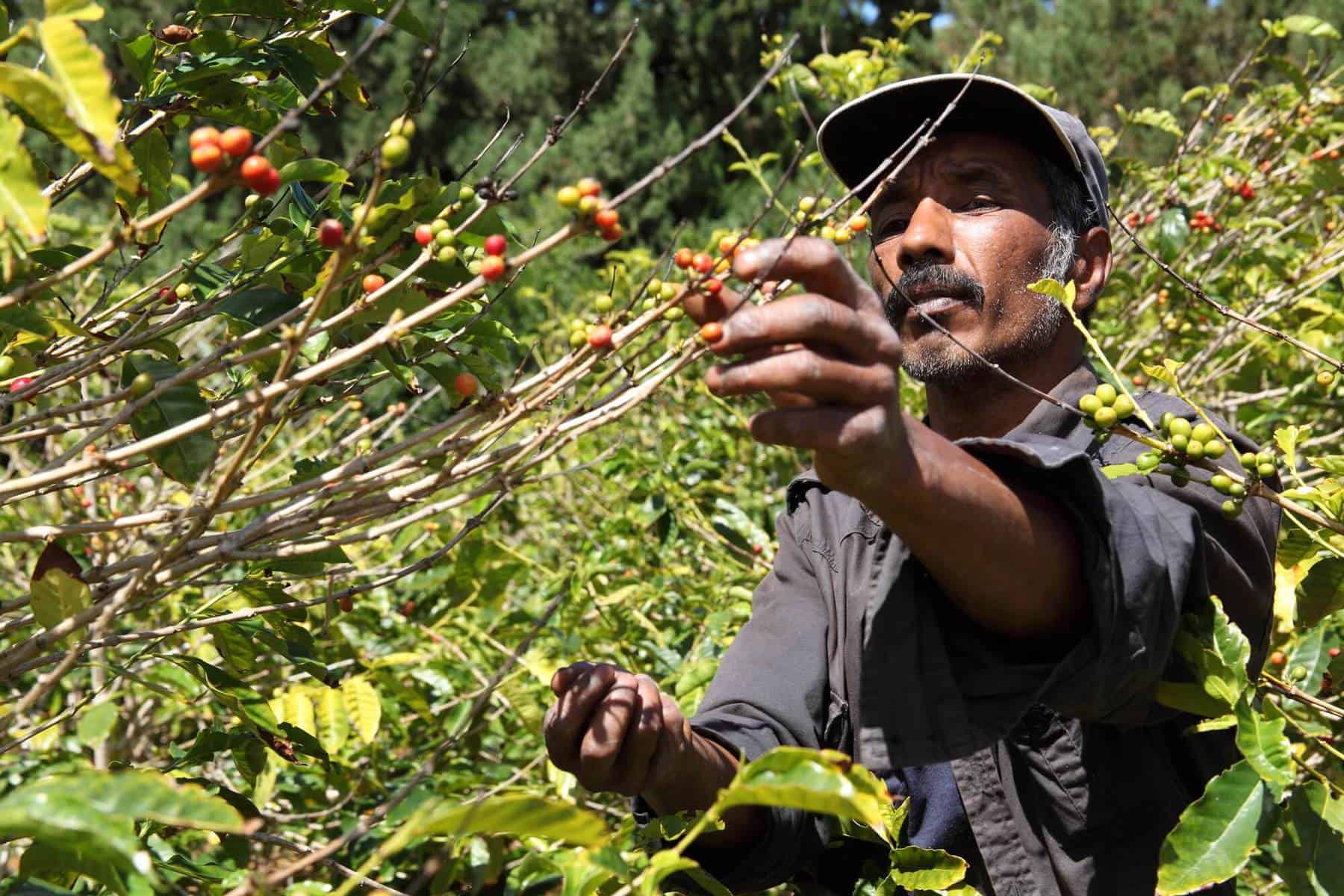 Coffee farmer picking ripe beans