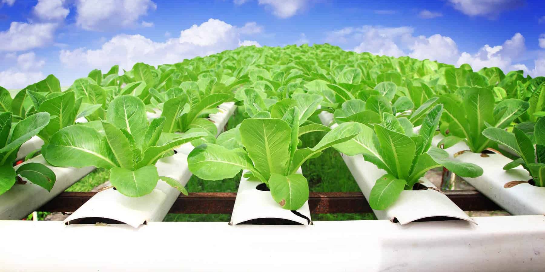 How to create your own hydroponics system