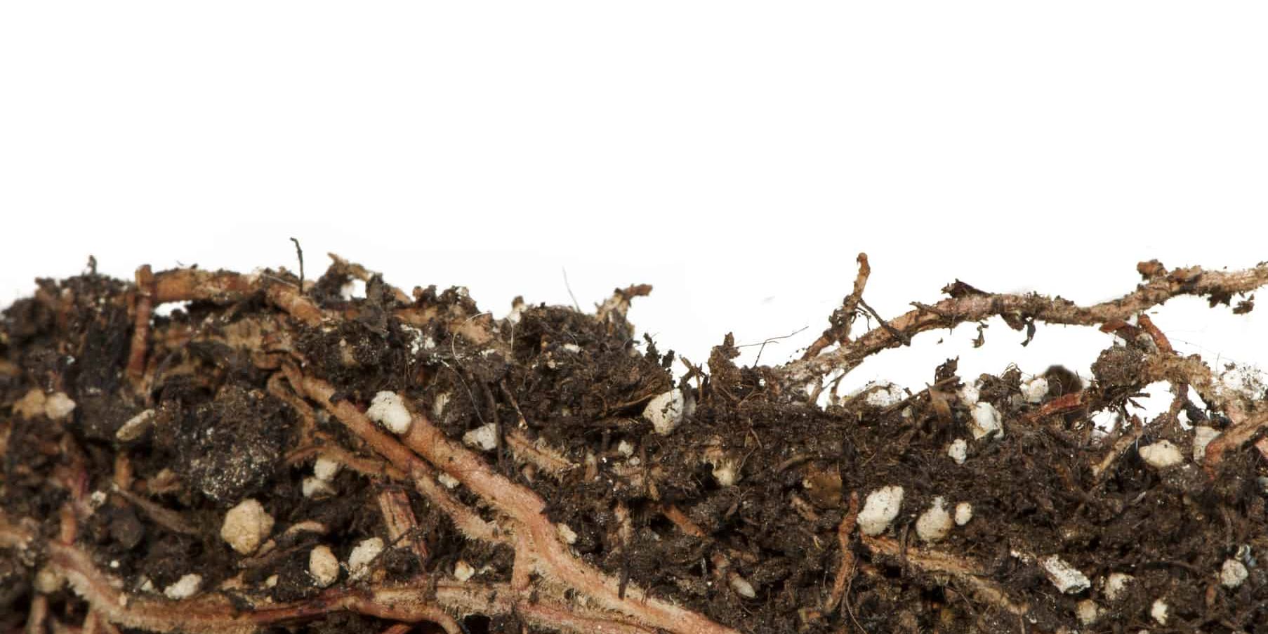 Rooting Hormone