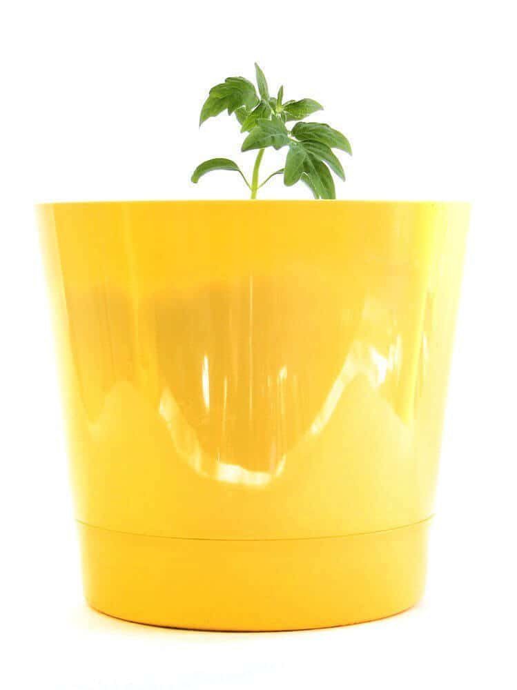 Growing tomatoes in containers