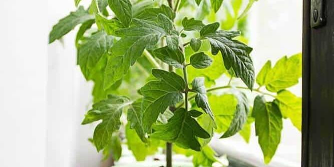 How to Grow Tomatoes Indoors