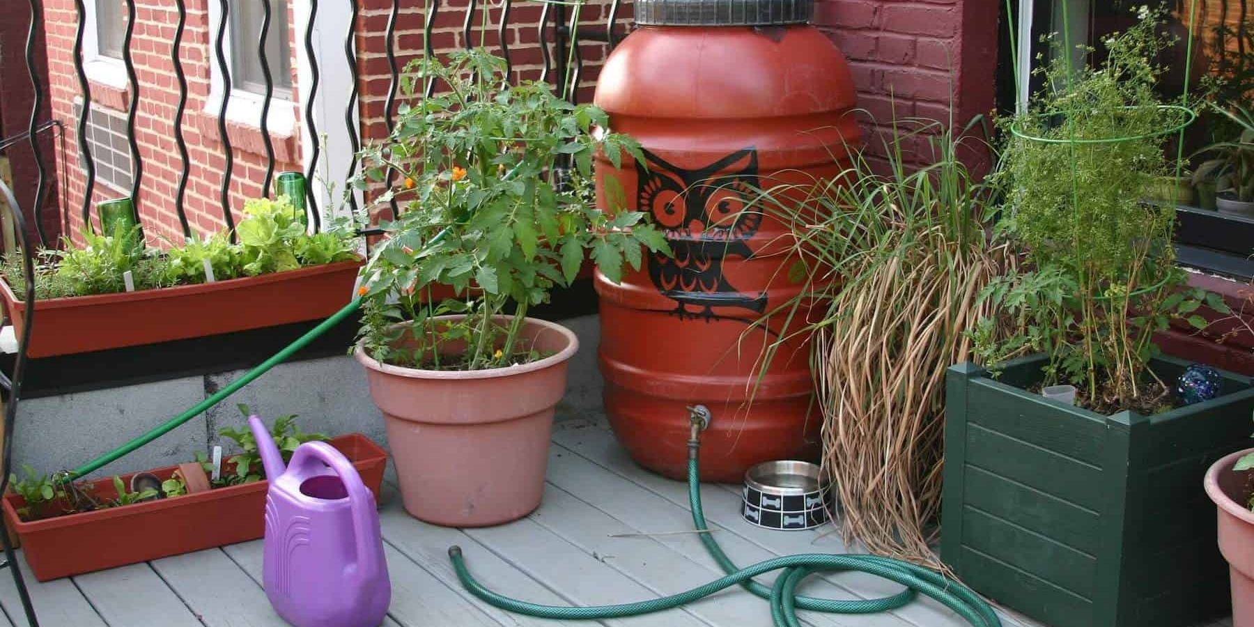 Cool rain barrel and back porch garden
