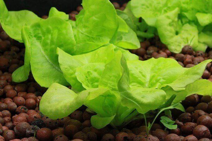 aquaponics as a hobby