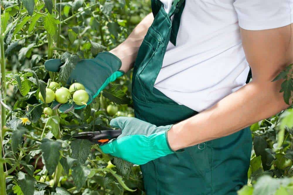 pruning tomatoes
