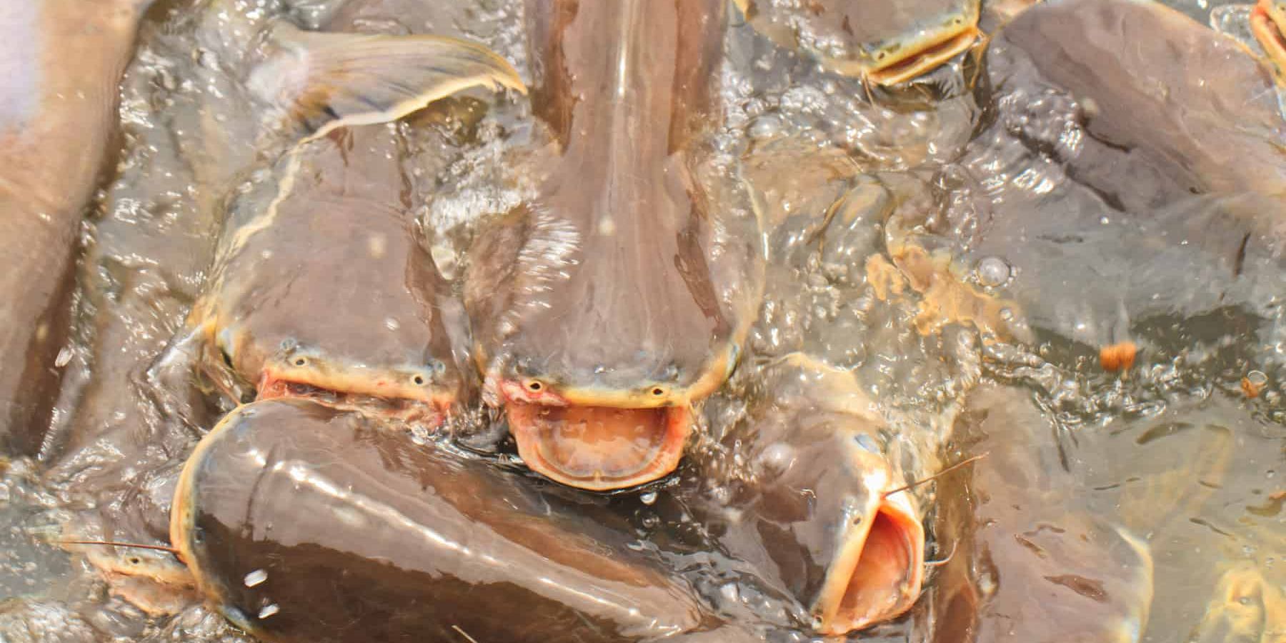 Swai Fish