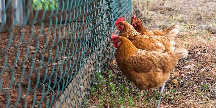 chicken tractor