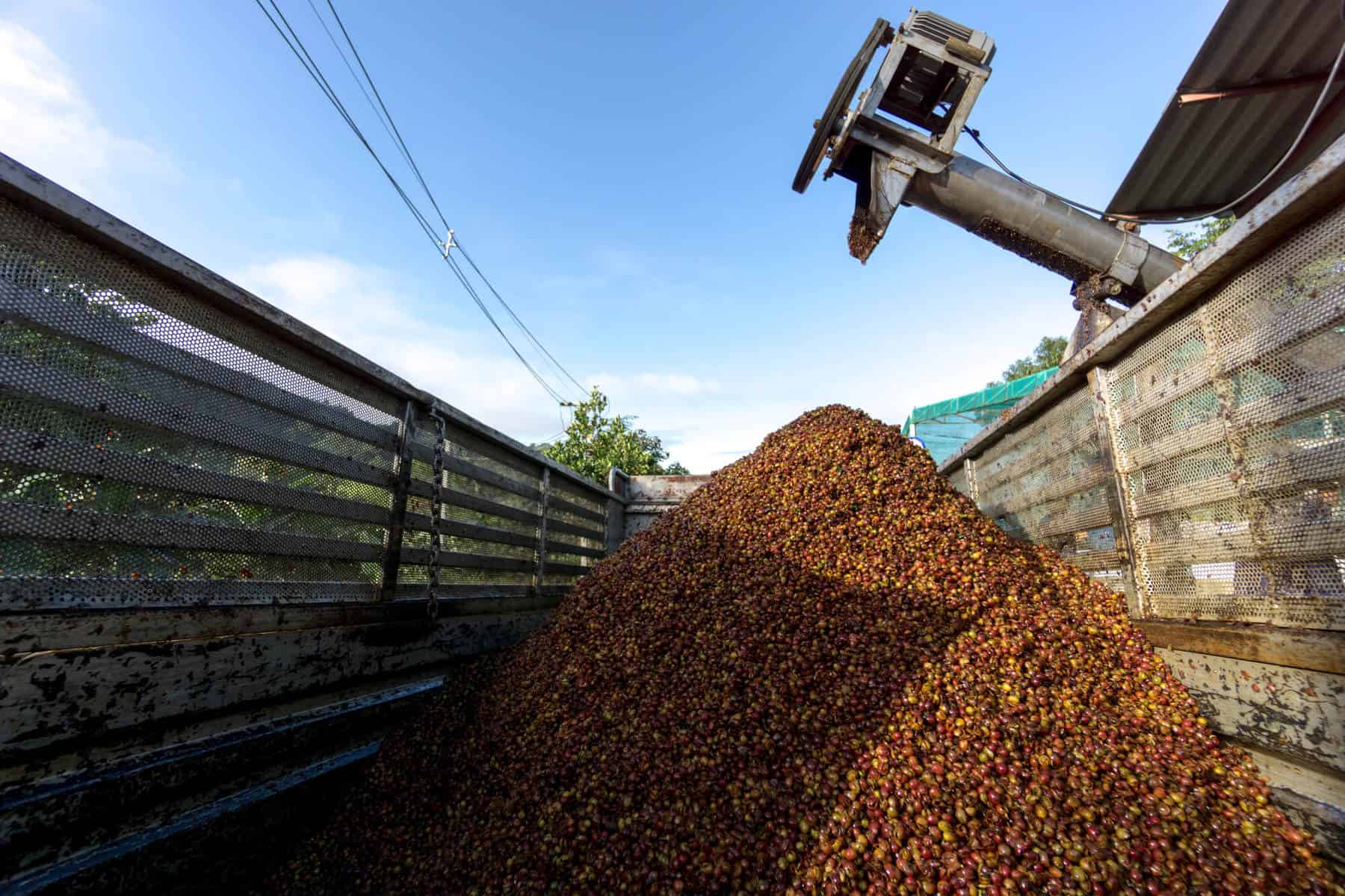 conventional coffee beans