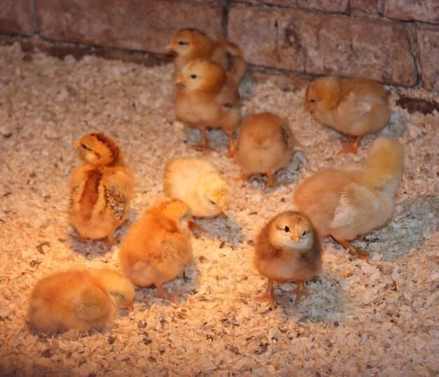 Baby chicks in a brooder