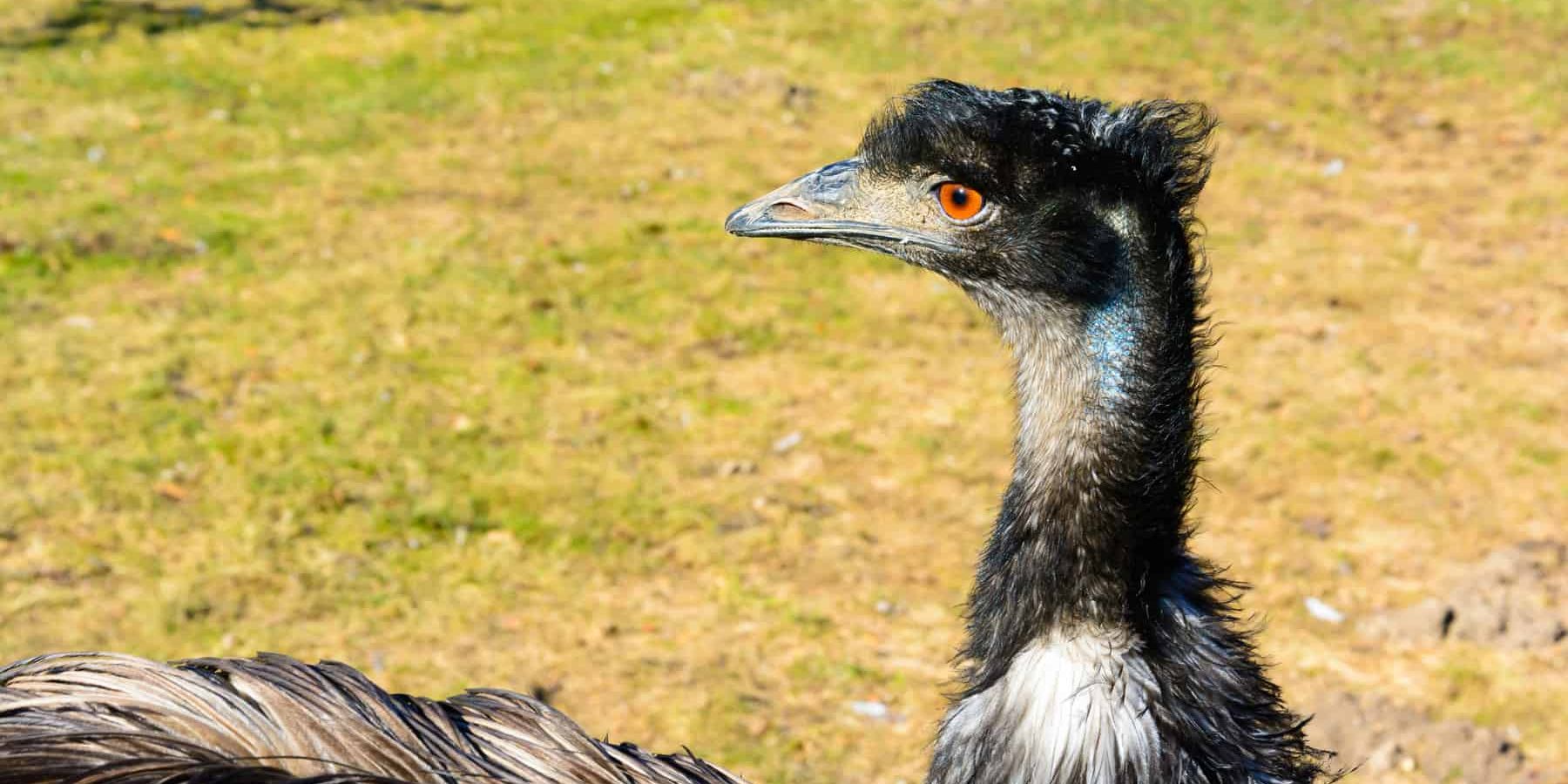 What are the benefits of Emu Oil