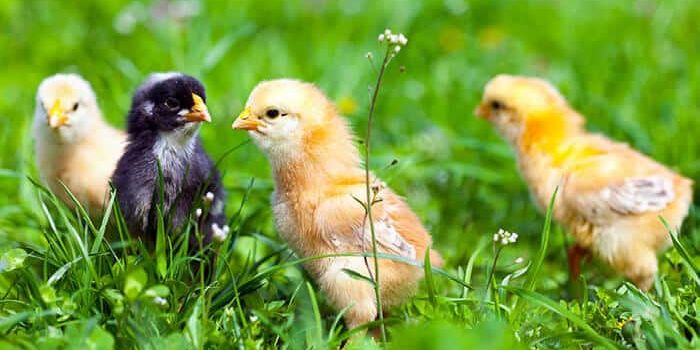 raising baby chicks