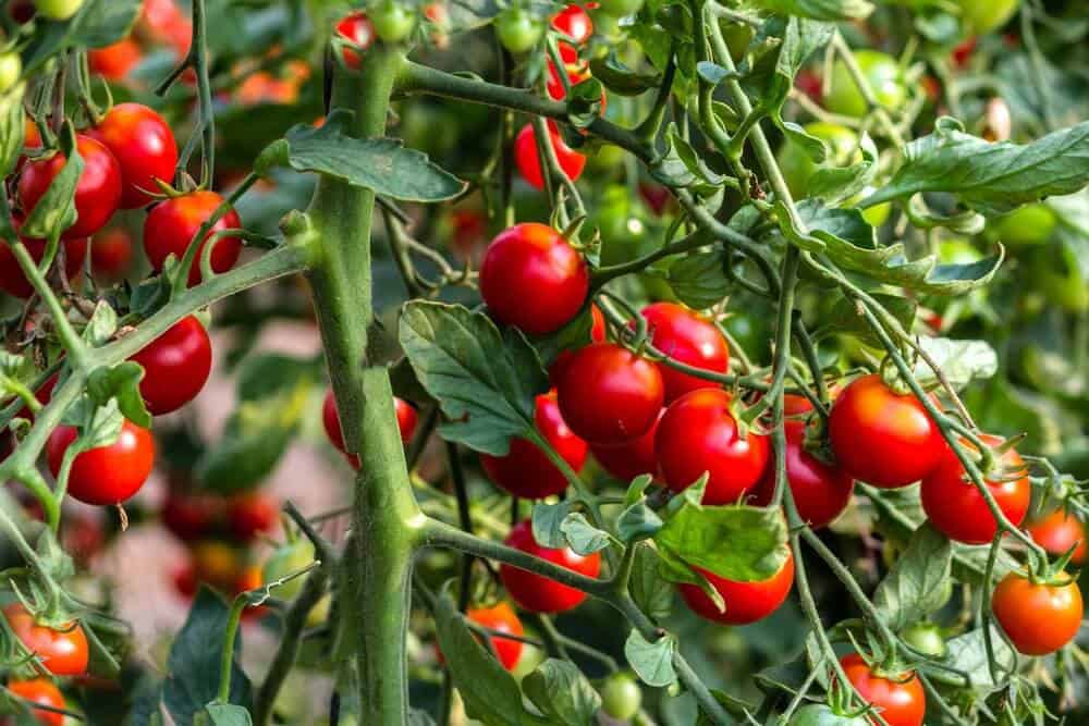 Indeterminate tomatoes