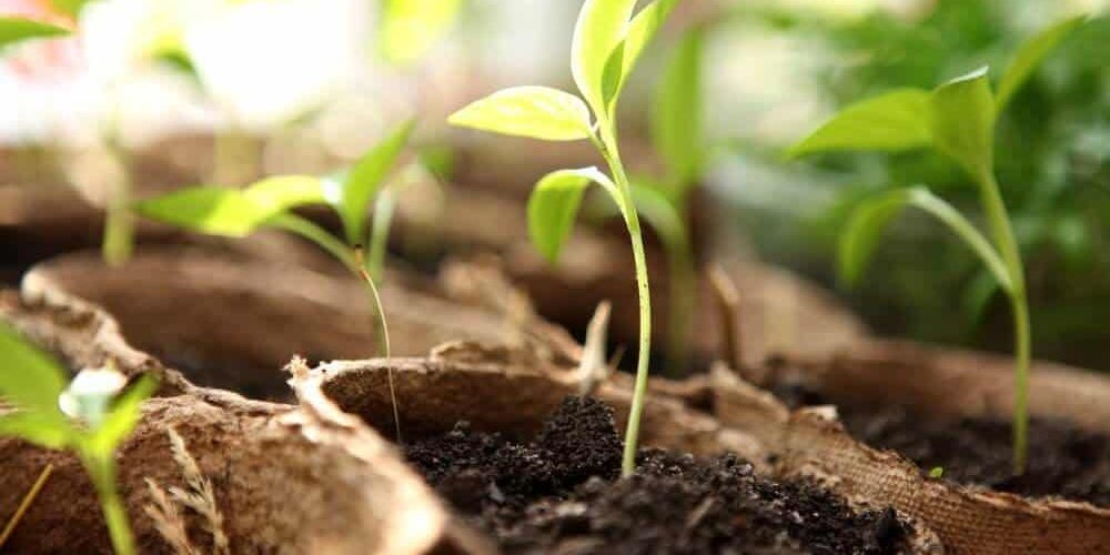 How to Trim Tomato Plants