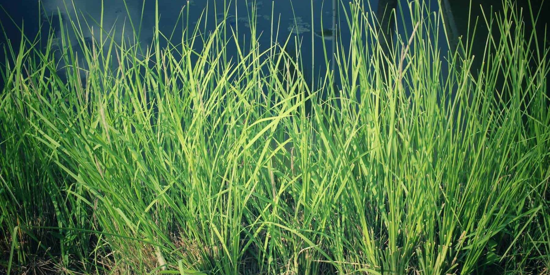 Vetiver Essential Oil