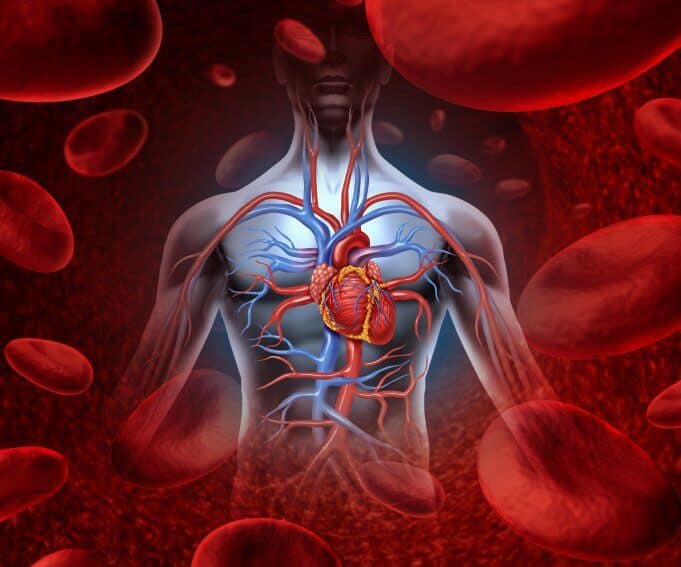 Vascular/Blood System