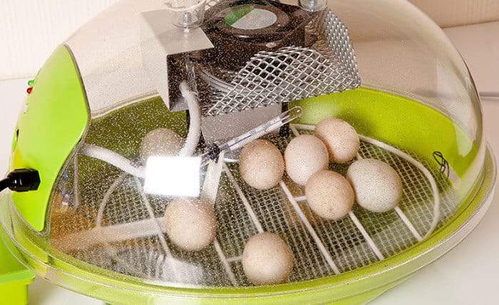 How to Hatch Chicken Eggs: