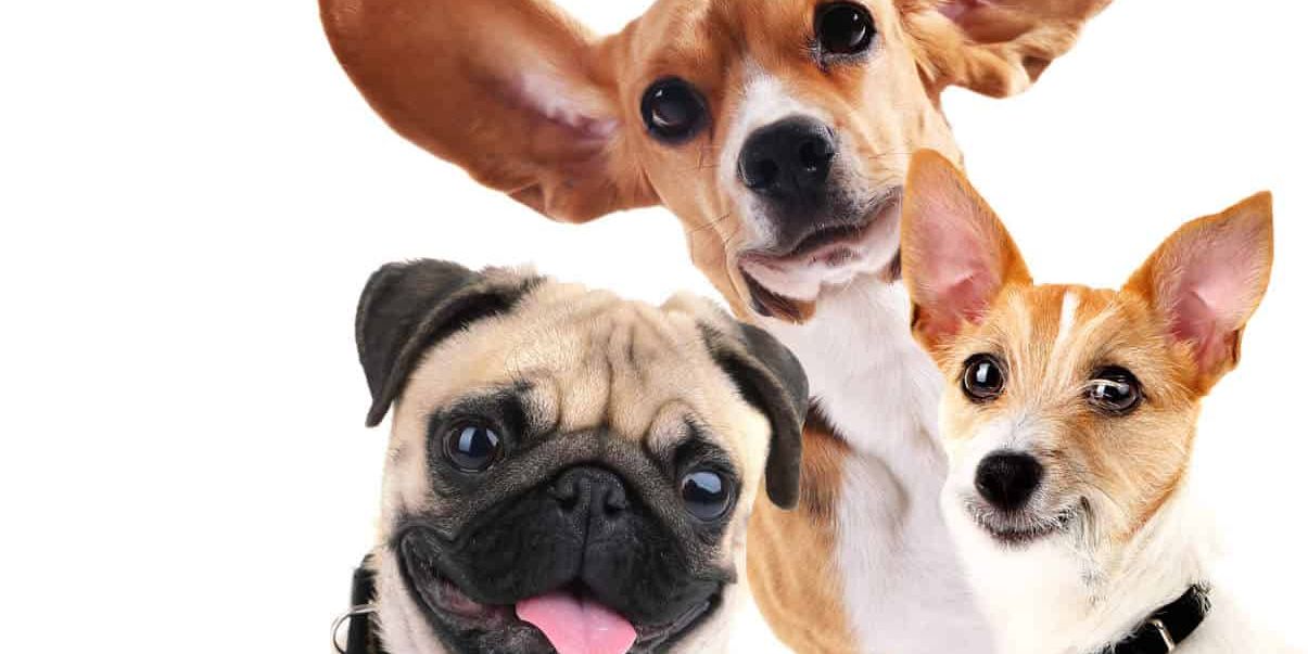 Cedar oil for dogs