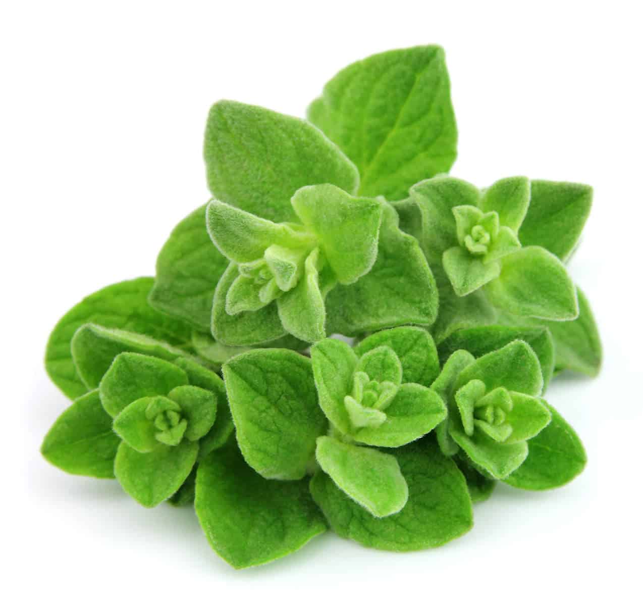 Oregano Essential Oil