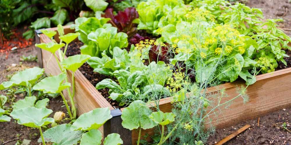 10 Smart and Budget-Friendly Ways to Garden