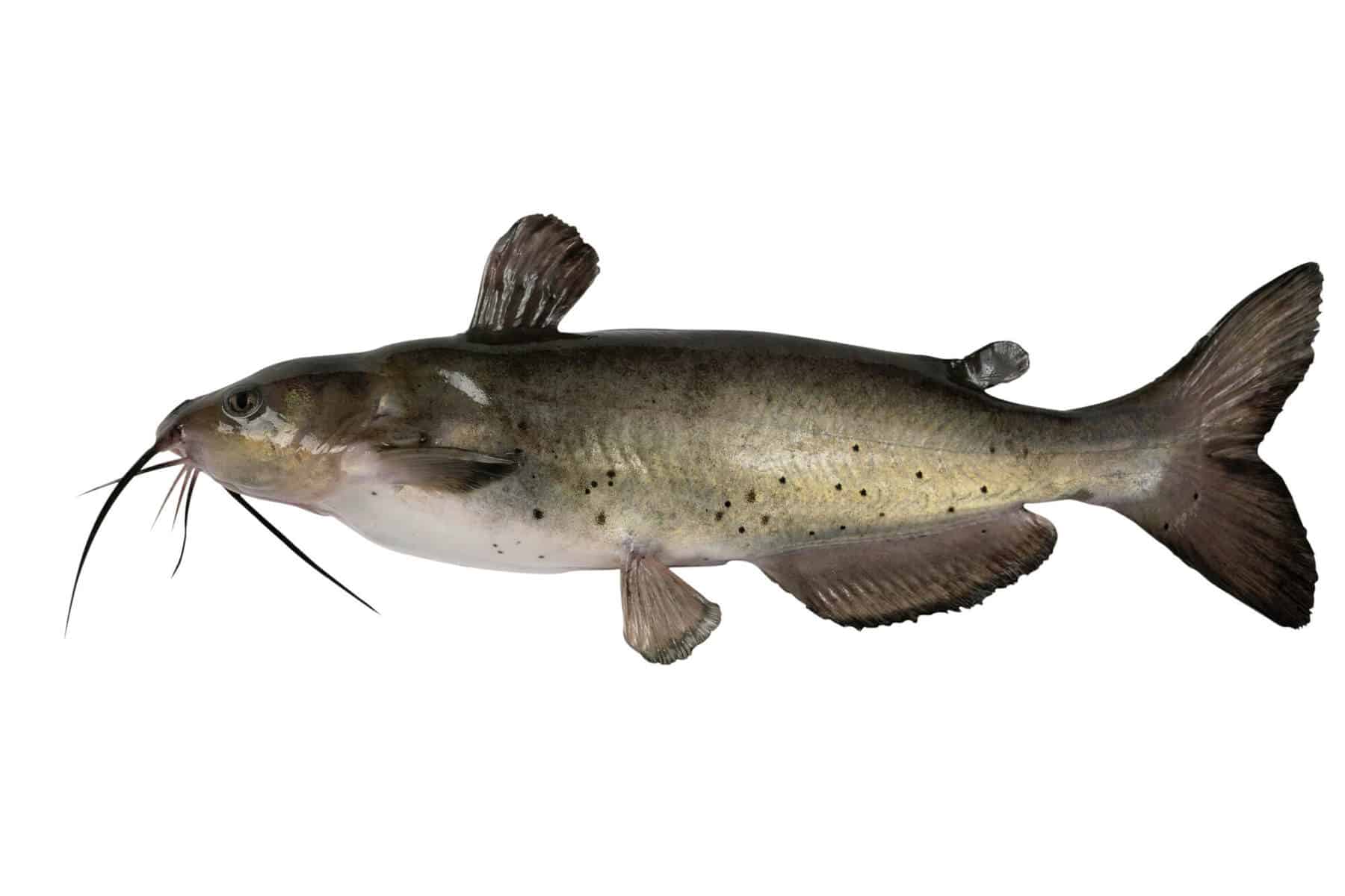 Raising Catfish in an Aquaponic System