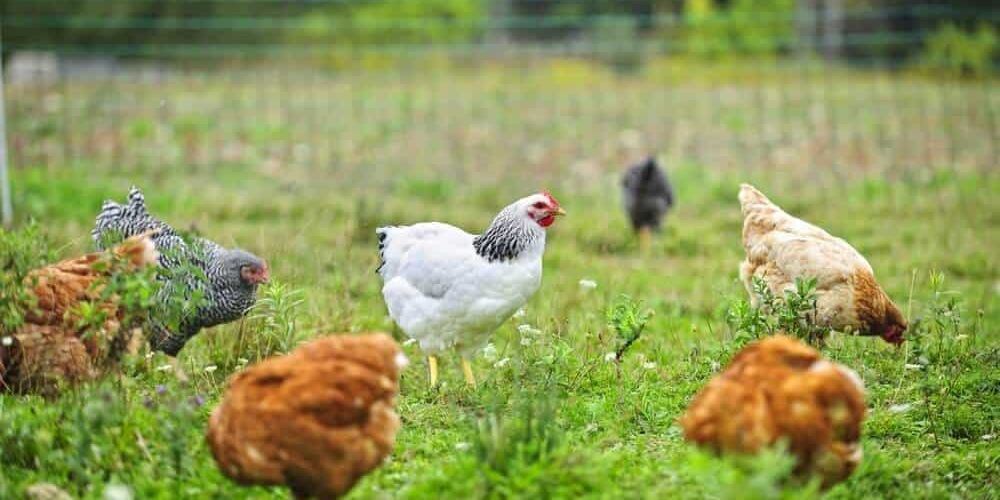 Automatic Chicken Door Opener