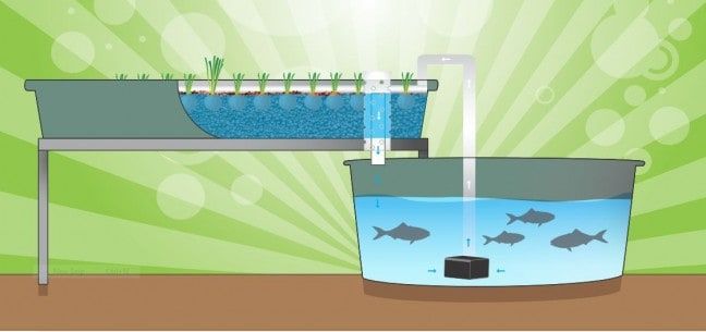 constant flood aquaponics