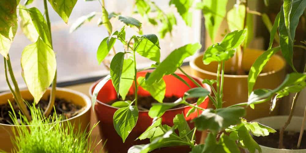 13 Edible Plants You Can Grow in Containers at Home