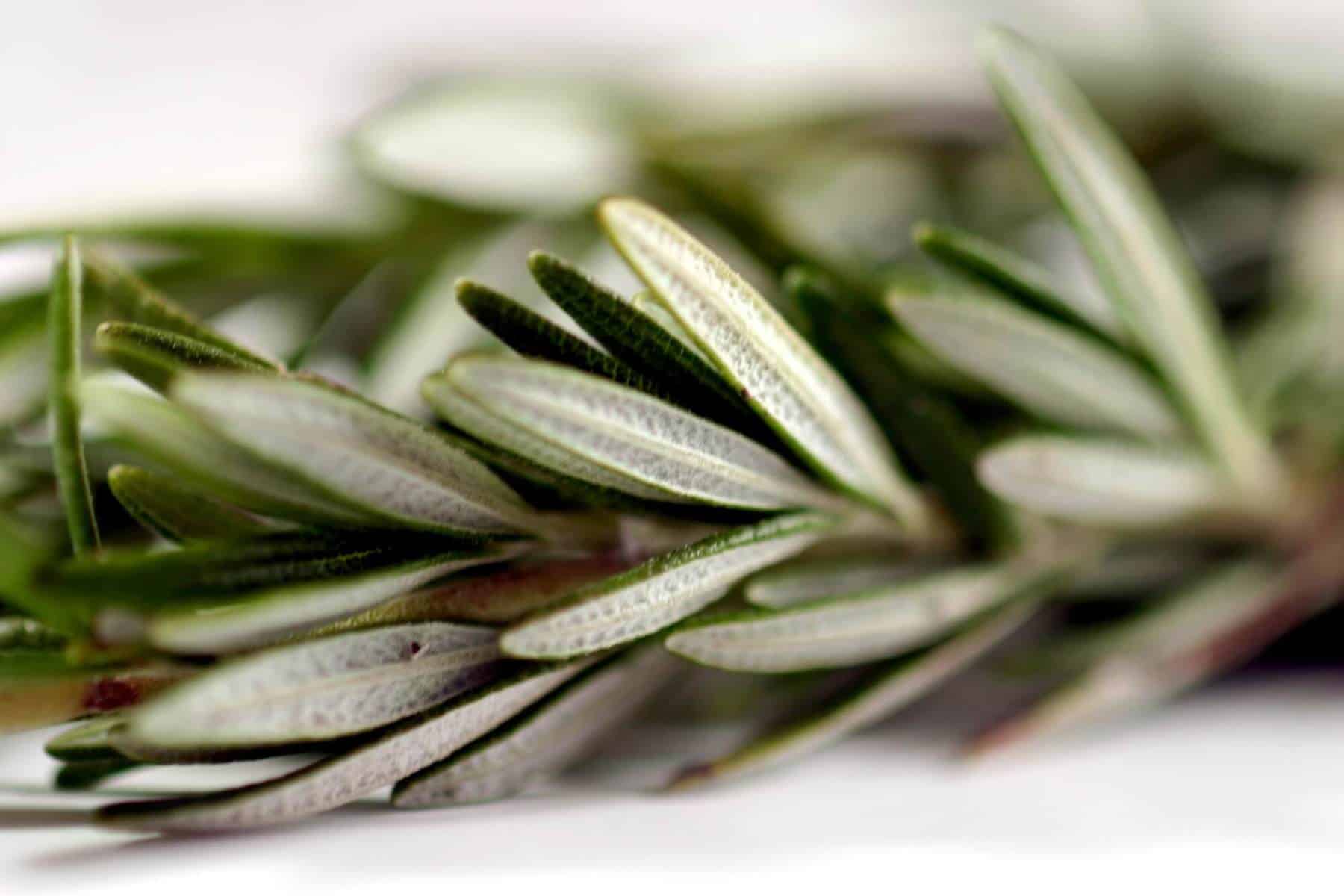 Rosemary Essential Oil
