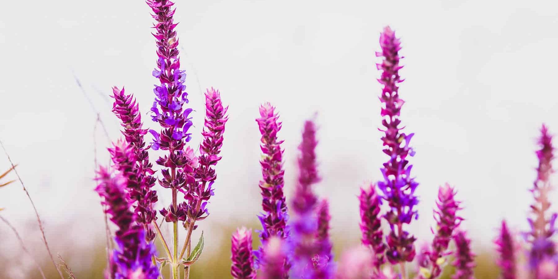 Clary Sage Essential Oil