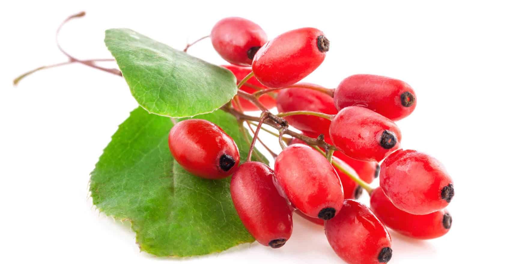 Best Berberine Supplement