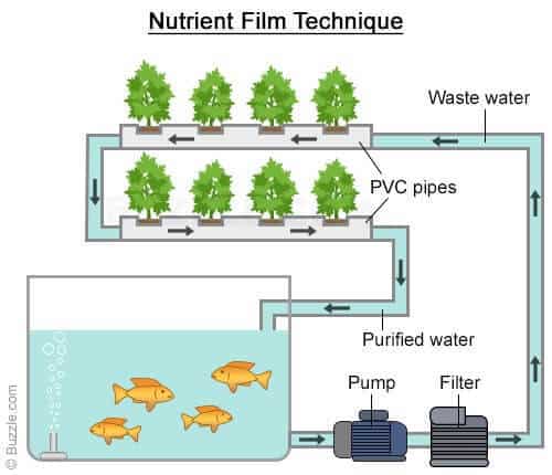aquaponics nutritient film technique