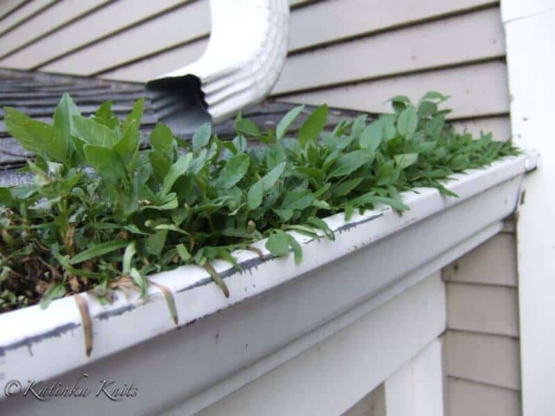 Gutter Garden