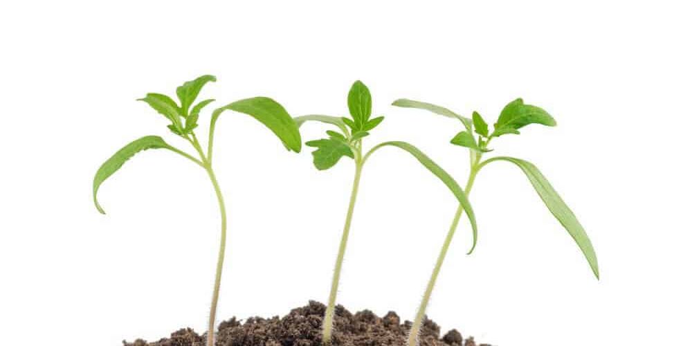 How to start tomato seeds